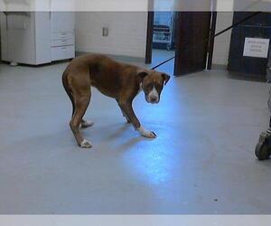 American Pit Bull Terrier-Unknown Mix Dogs for adoption in Fayetteville, NC, USA