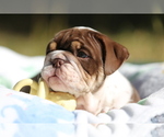 Small Photo #8 Bulldog Puppy For Sale in MONUMENT, CO, USA