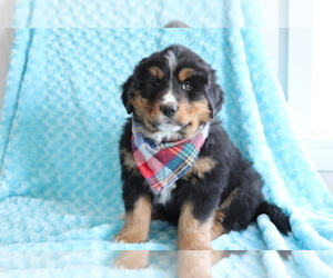 Bearded Collie-Bernese Mountain Dog Mix Puppy for sale in SHILOH, OH, USA