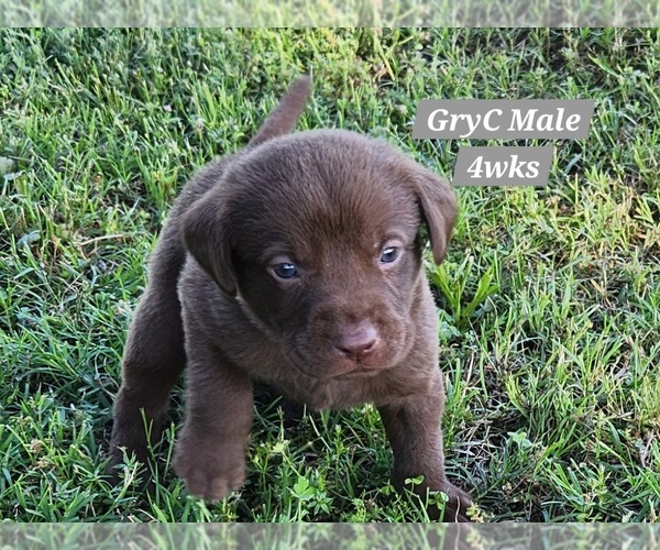 Medium Photo #12 Labrador Retriever Puppy For Sale in EDGEWOOD, TX, USA