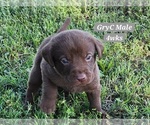Small Photo #12 Labrador Retriever Puppy For Sale in EDGEWOOD, TX, USA