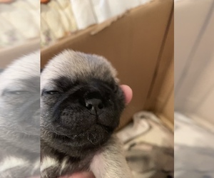 Pug Puppy for sale in HAZLET, NJ, USA