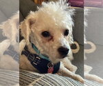 Small Poodle (Miniature) Mix