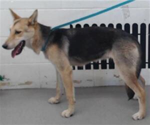 German Shepherd Dog Dogs for adoption in San Bernardino, CA, USA