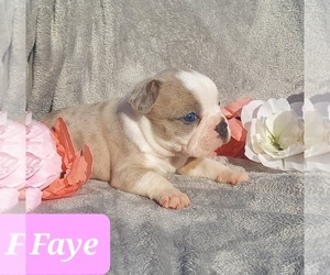 Boston Terrier-Faux Frenchbo Bulldog Mix Puppy for sale in POMEROY, OH, USA