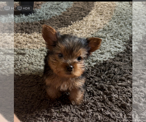YorkiePoo Puppy for sale in VIRGINIA BEACH, VA, USA