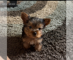 Image preview for Ad Listing. Nickname: Gizmo