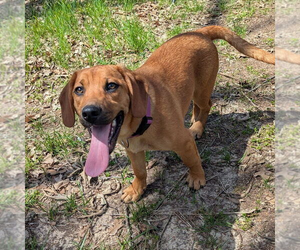 Medium Photo #12 Mutt Puppy For Sale in Vail, AZ, USA