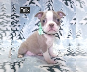 Boston Terrier Puppy for sale in MINERAL WELLS, WV, USA