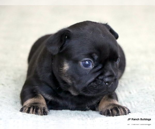 Medium Photo #2 French Bulldog Puppy For Sale in WINNSBORO, TX, USA