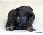 Small Photo #2 French Bulldog Puppy For Sale in WINNSBORO, TX, USA