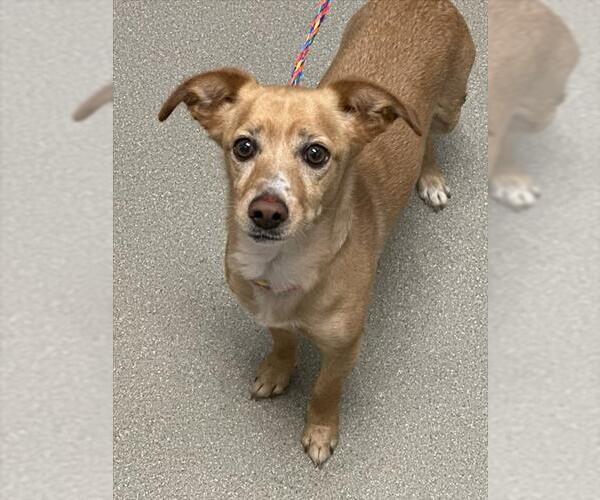 Medium Photo #1 Chihuahua-Unknown Mix Puppy For Sale in Las Vegas, NV, USA