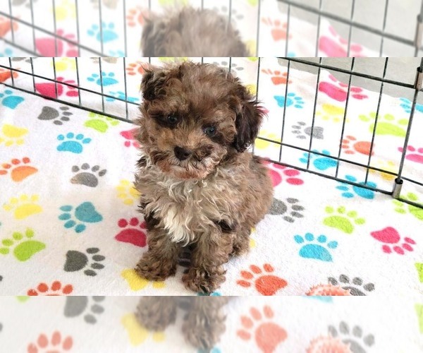 Medium Photo #8 Poodle (Toy) Puppy For Sale in ORO VALLEY, AZ, USA