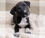 Small #2 Boston Terrier Mix