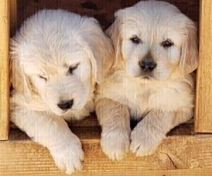 Golden Retriever Puppy for sale in TEHACHAPI, CA, USA
