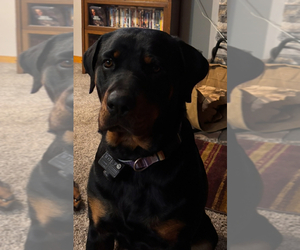 Mother of the Rottweiler puppies born on 05/18/2025