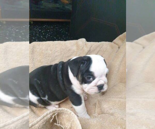 Medium Photo #10 English Bulldog Puppy For Sale in NORFOLK, VA, USA