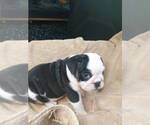 Small Photo #10 English Bulldog Puppy For Sale in NORFOLK, VA, USA
