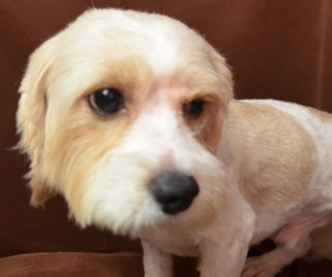 Cavachon Dog for Adoption in PATERSON, New Jersey USA