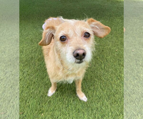 Medium Photo #1 Mutt Puppy For Sale in La Verne, CA, USA