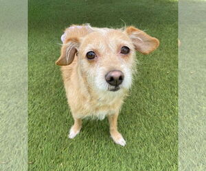 Mutt Dogs for adoption in La Verne, CA, USA