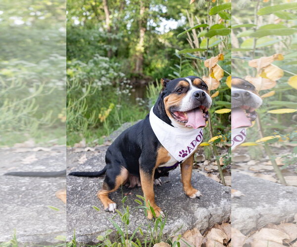 Medium Photo #16 Mutt Puppy For Sale in Crete, IL, USA