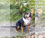 Small Photo #16 Mutt Puppy For Sale in Crete, IL, USA