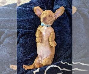 Dachshund Dog for Adoption in LOWELL, Michigan USA