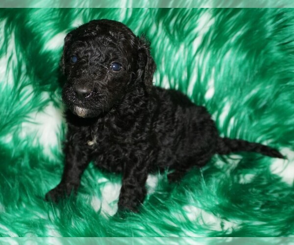 Medium Photo #1 Labradoodle Puppy For Sale in LA HABRA, CA, USA