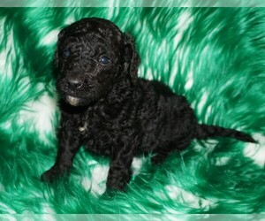 Labradoodle Puppy for sale in LA HABRA, CA, USA