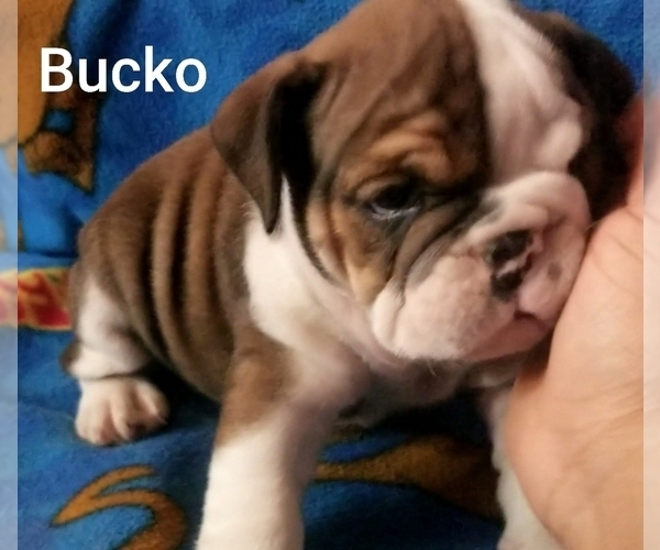 Medium Photo #1 English Bulldog Puppy For Sale in COLUMBUS, OH, USA