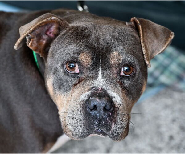 Medium Photo #2 American Bulldog-Unknown Mix Puppy For Sale in Chattanooga, TN, USA
