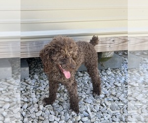 Father of the Cockapoo puppies born on 03/20/2025