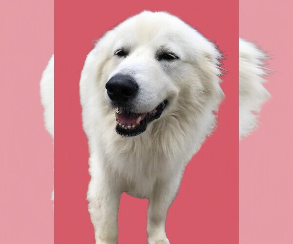 Medium Photo #5 Great Pyrenees Puppy For Sale in Spring, TX, USA