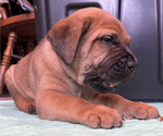 Small #1 Boerboel-Cane Corso Mix