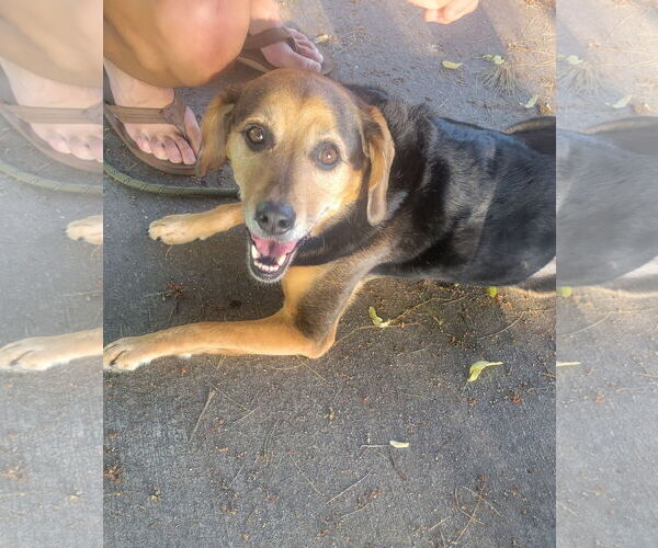 Medium Photo #5 Beagle-Unknown Mix Puppy For Sale in Oakhurst, NJ, USA