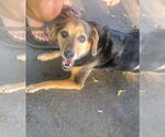 Small #4 Beagle Mix
