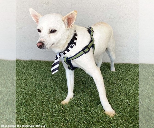 Medium Photo #2 Chihuahua-Unknown Mix Puppy For Sale in San Diego, CA, USA