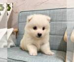 Small Photo #1 Japanese Spitz Puppy For Sale in IRVINE, CA, USA