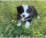 Small Photo #2 Australian Shepherd Puppy For Sale in WAXAHACHIE, TX, USA