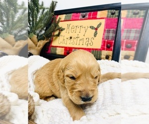 Golden Retriever Puppy for sale in FRENCHTOWN, MT, USA