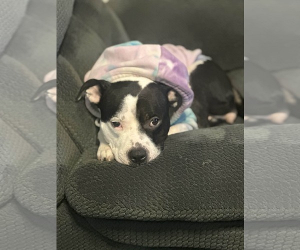 Medium Photo #4 Mutt Puppy For Sale in Catasauqua, PA, USA