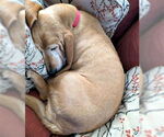 Small #3 Basset Hound