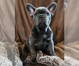 French Bulldog Puppy for sale in SALEM, OR, USA