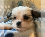Puppy Puppy 2 Shih Tzu