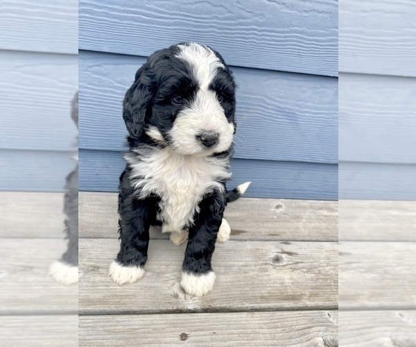Medium Photo #3 Bernedoodle Puppy For Sale in YACOLT, WA, USA