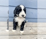 Small Photo #3 Bernedoodle Puppy For Sale in YACOLT, WA, USA