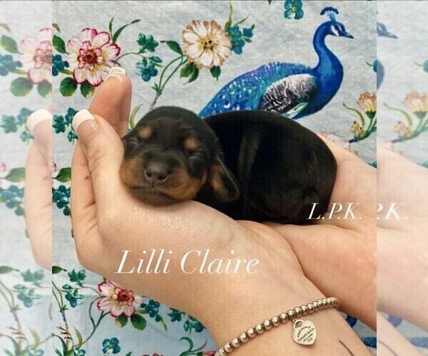 Medium Photo #2 Dachshund Puppy For Sale in WINNSBORO, LA, USA