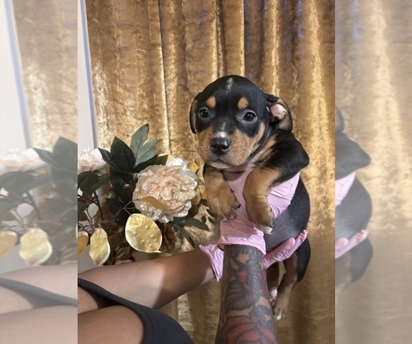 Medium Photo #6 American Bully Puppy For Sale in SEVERN, MD, USA