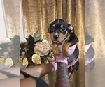 Small #5 American Bully